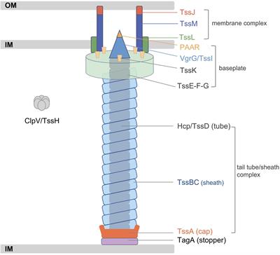 Identification and Comparative Genomic Analysis of Type VI Secretion Systems and Effectors in Klebsiella pneumoniae